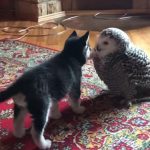 Owl and Husky are best friends