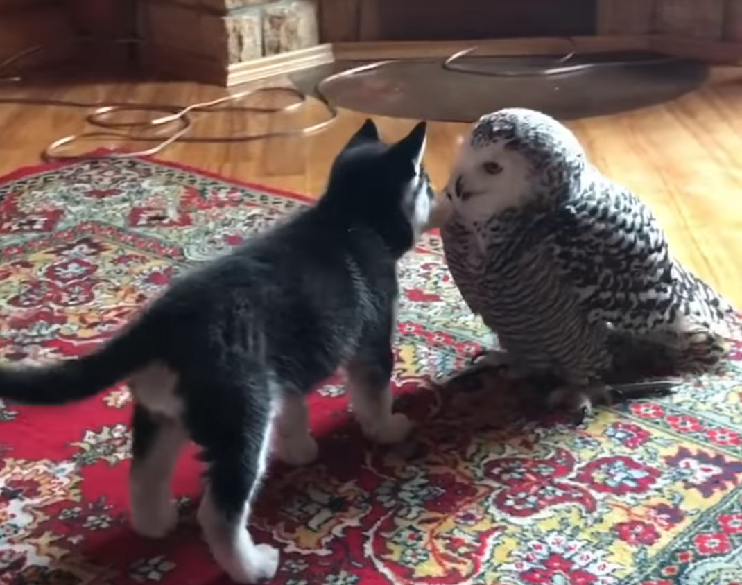 Owl and Husky